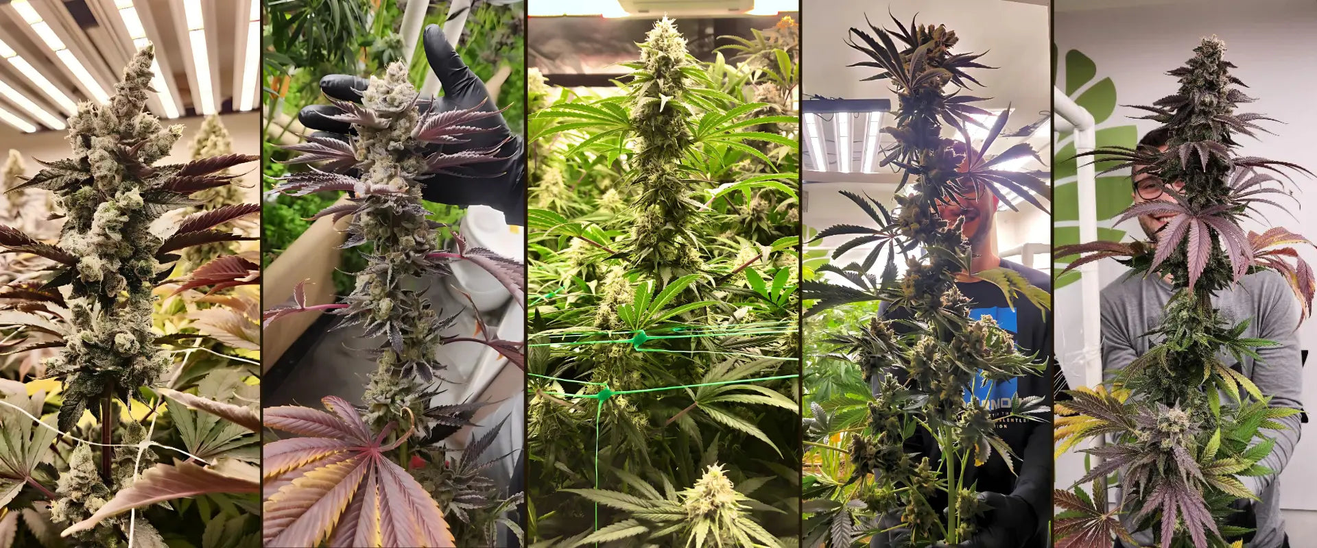 Reduce Your Footprint. Not Your Yields.