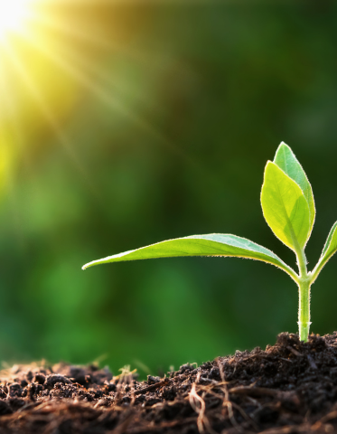 Young plant sprouting from soil