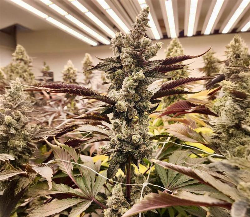 Performance Under Pressure