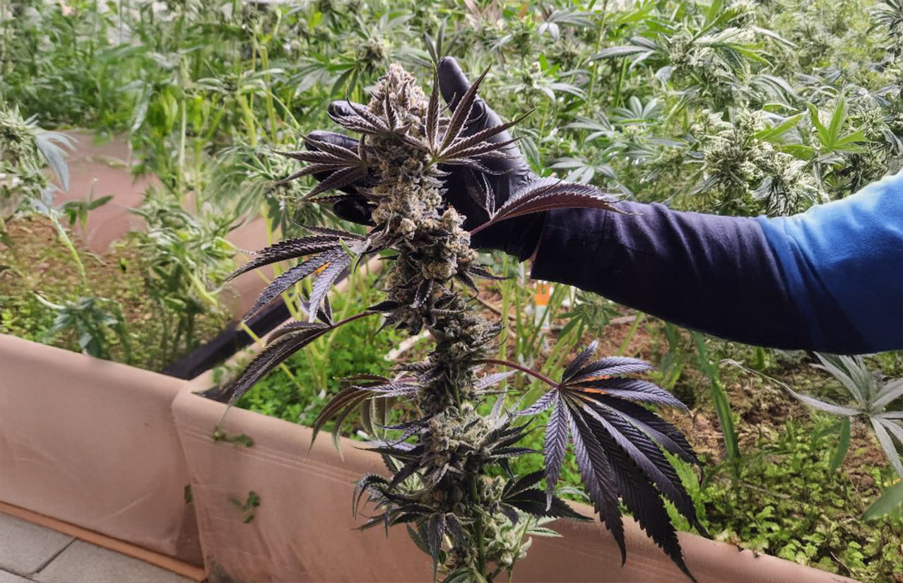 About Organik Nation