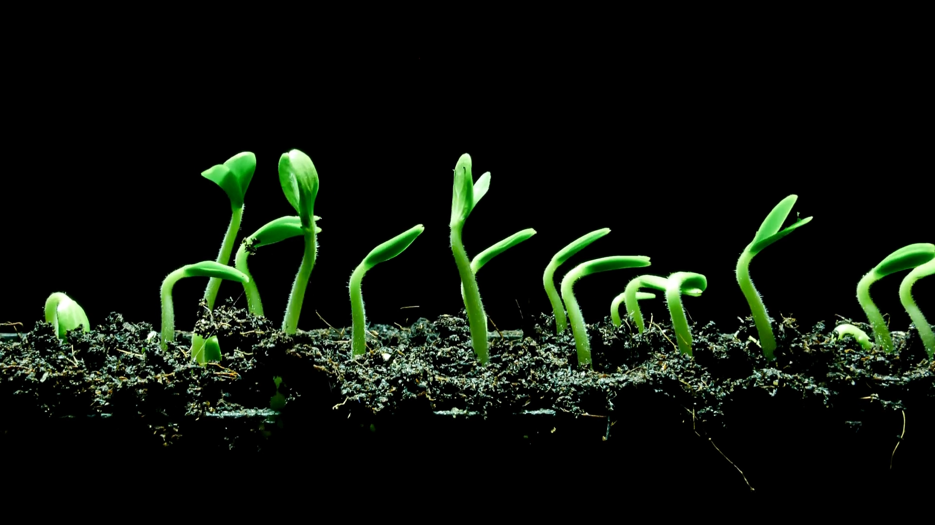 Young green seedlings sprouting in rich organic soil under natural light.