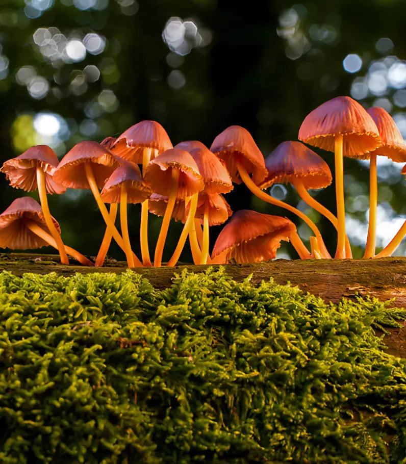 Inspired by Nature Driven by Science