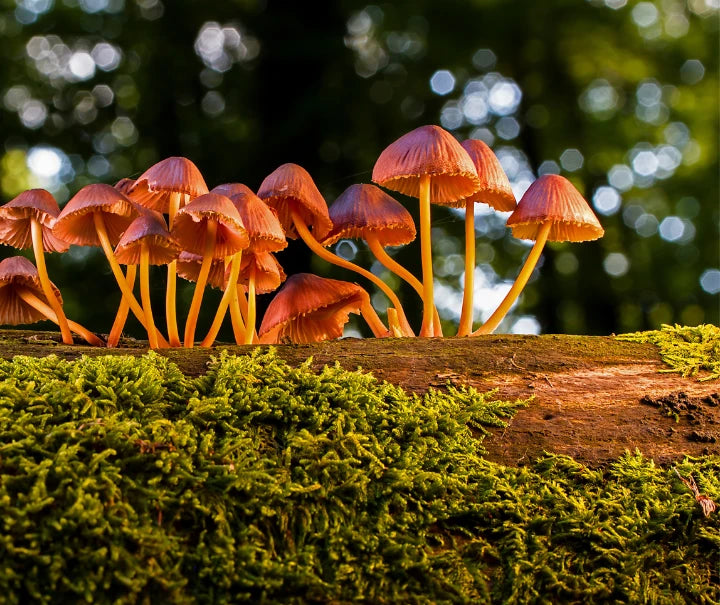 Inspired by Nature. Driven by Science.