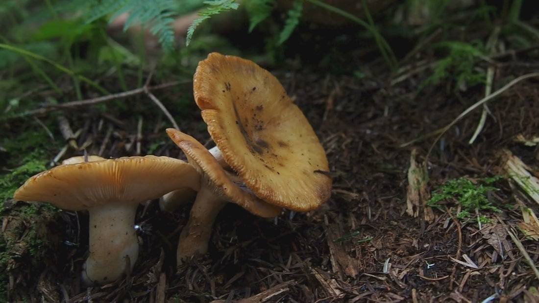 Time-lapse video of plants growing in organic living soil using Organik Nation products.