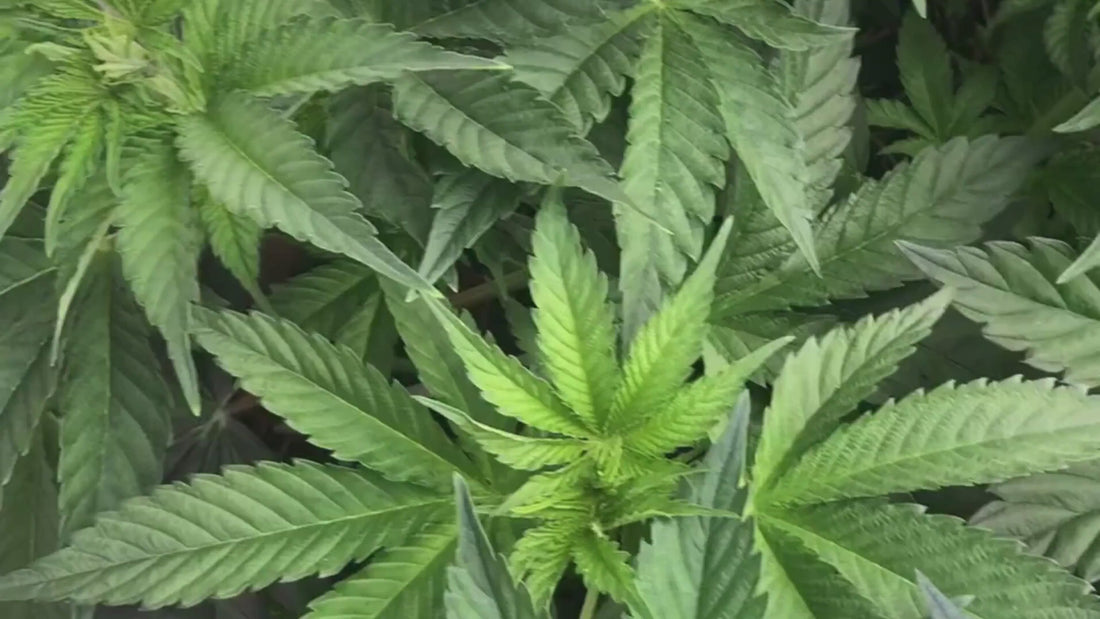 Video showing healthy organic cannabis cultivation using Organik Nation products.